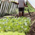 Produtor rural trabalha em plantação de hortaliças