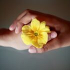 Duas mãos seguram uma flor amarela, simbolizando o Setembro Amarelo