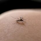 Foto de um mosquito da dengue na pele de uma pessoa