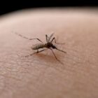 Imagem de um mosquito na pele de uma pessoa