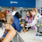 Veterinárias implantam microchip em cachorro