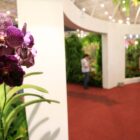 Detalhe de uma orquídea roxa na Festa da Flores deste ano