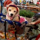 Cão em cestinha de bicicleta decorada para o Natal