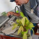 Agente de combate a endemias olha plantas para eliminar possíveis criadouros do mosquito Aedes aegypti.