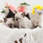 Gatos do CBEA para adoção