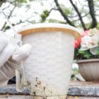 Mão de pessoa segura frasco e recolhe larva de mosquito perto de vaso de flor em túmulo