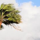 Palmeira tem as folhas balançando por causa de vento